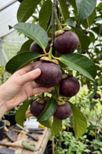 Mangosteen