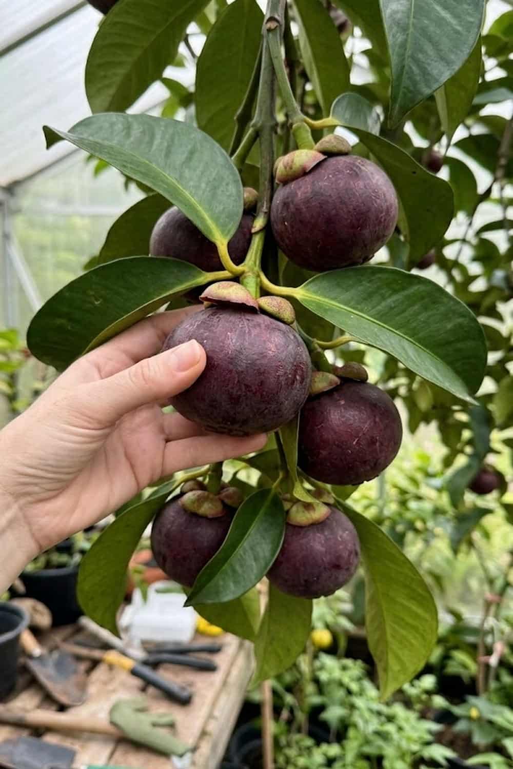 Mangosteen