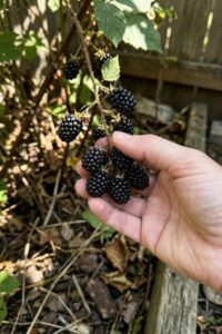 Marionberry