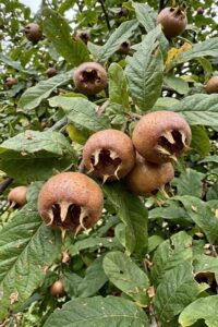 Medlar