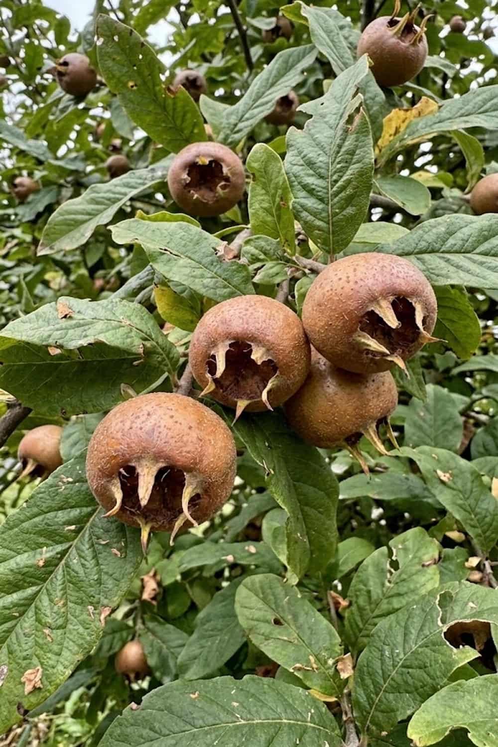 Medlar