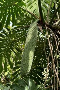 Monstera deliciosa