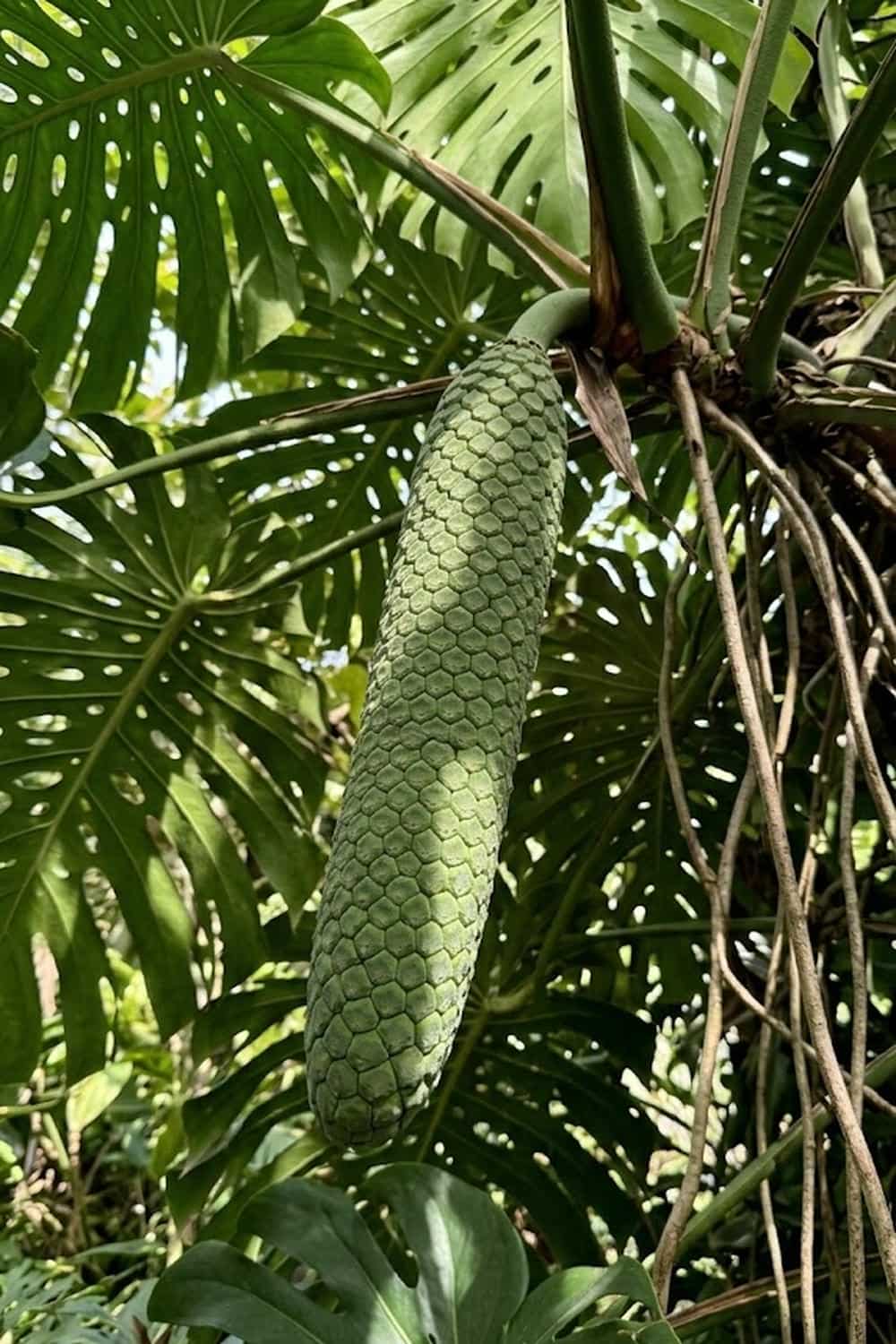 Monstera deliciosa