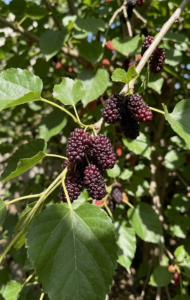 Mulberry