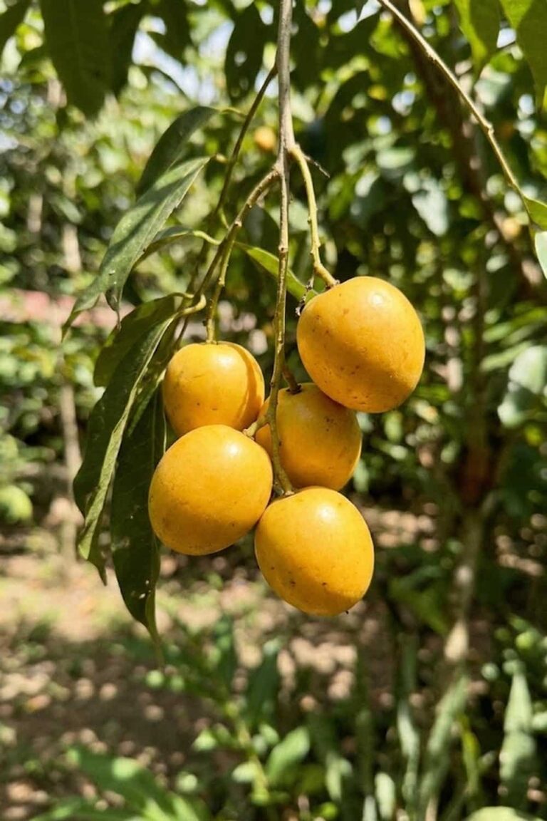 17 Essential Tips to Grow Nance Fruit Trees for Tropical Harvests 17 Essential Tips to Grow Nance Fruit Trees for Tropical Harvests