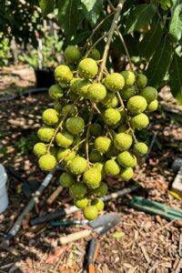 Longan