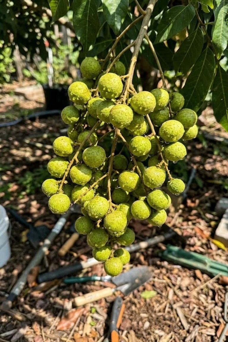 How to Grow Longan Fruit: Easy Steps For a Big Harvest 