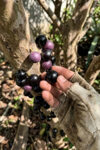 Jabuticaba