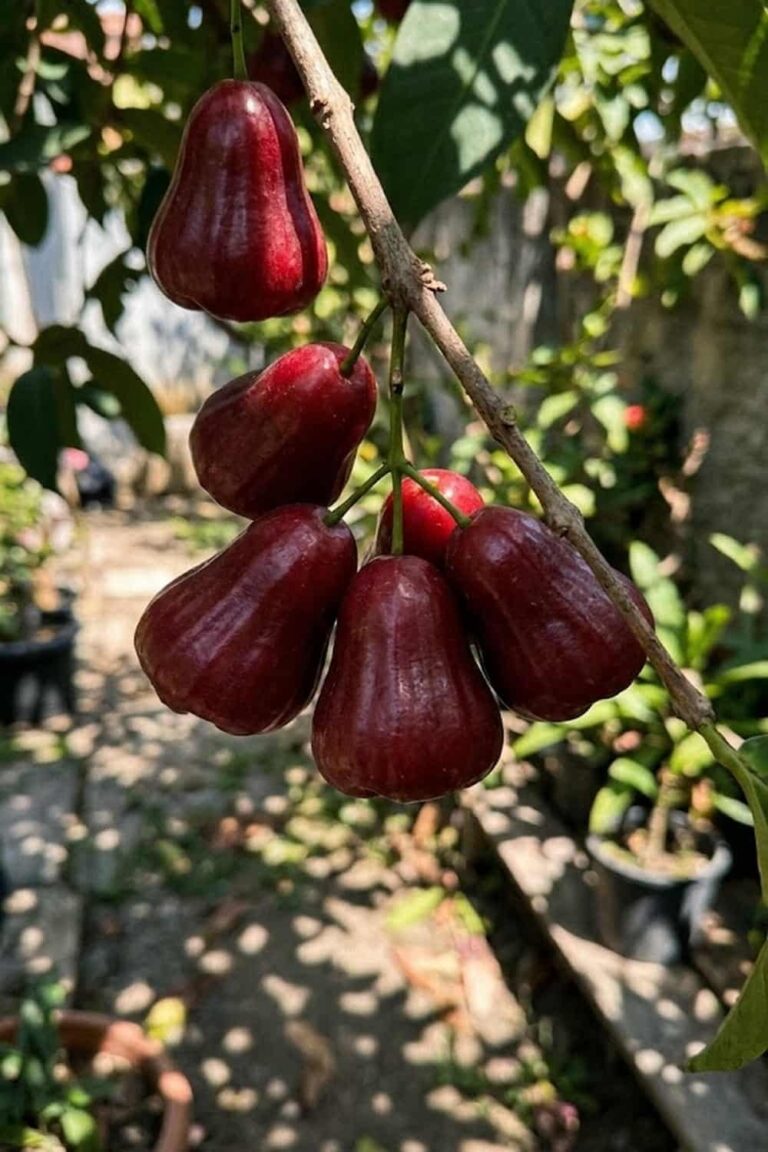 7 Secrets to Grow Macopa Fruit for a Massive Home Harvest