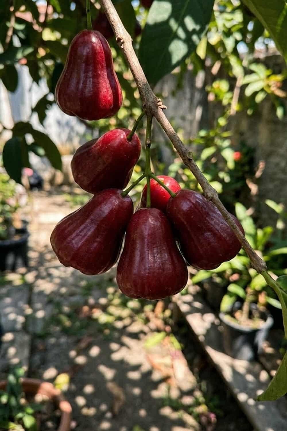 Macopa fruit
