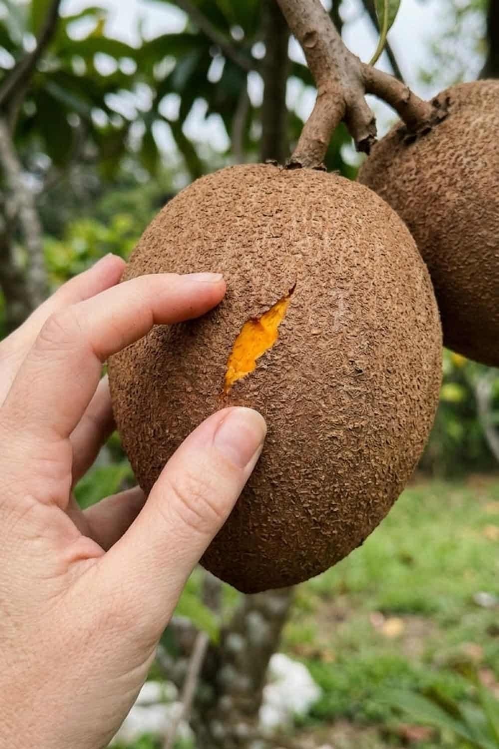 Mamey apple