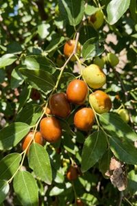 Jujube