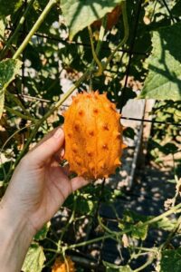 Kiwano