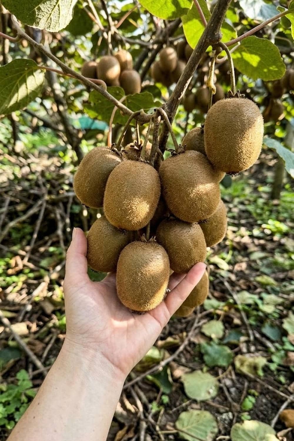 Kiwi