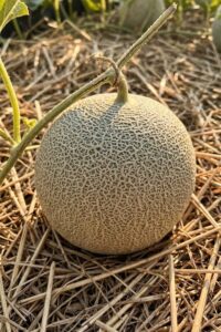 muskmelon