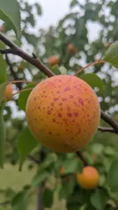 Apricot with small purplish-red circular fruit spots