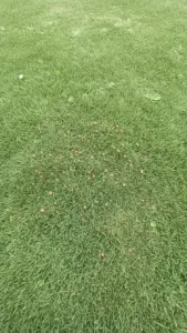 Bentgrass turf with small circular copper-colored spots