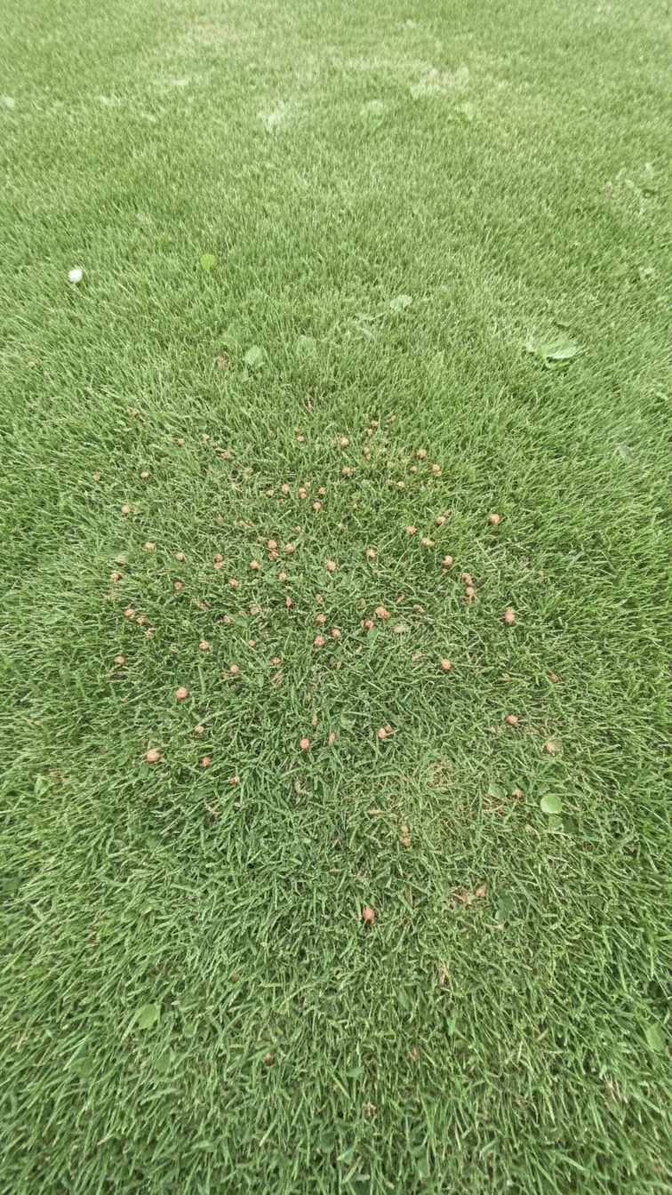 Copper Spot: How to Identify and Manage It