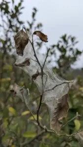 Citrus twig wrapped in white fungal threads with hanging leaves
