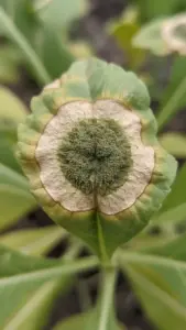Close-up of cladosporium leaf spot with fuzzy dark green spore layer