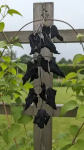Clematis wilt showing a blackened collapsed stem and leaves