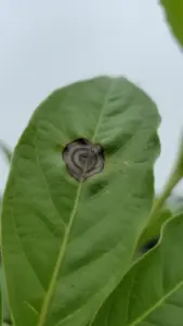Dark sunken leaf spot with faint concentric rings on a green leaf