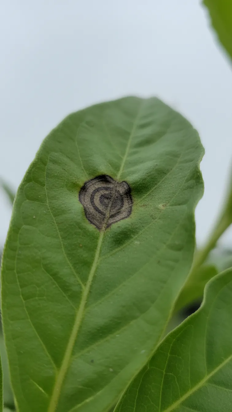 Colletotrichum Leaf Spot: How to Identify It and Stop It From Spreading