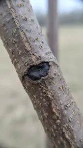 Sunken dark canker lesion on a woody plant stem