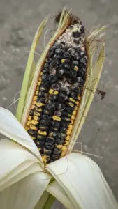 Corn ear with several galls burst open showing black powdery spores