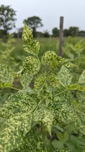 Cowpea plant with severe mosaic and crinkled new leaves