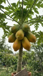 Papaya plant with a column of green and yellow-striped fruit clustered around the soft trunk