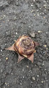 Rotted gladiolus corm with soft brown discolored tissue
