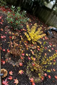 Newly fall-planted shrub border with young shrubs in fresh mulch and red maple leaves