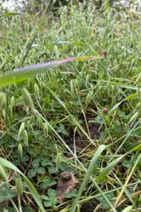 Lush fall bed of oats and crimson clover cover crop