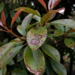 Entomosporium Leaf Spot Treatment: How to Save Your Red-Tip Photinia
