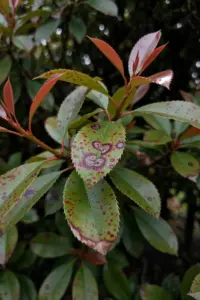 Entomosporium Leaf Spot Treatment: How to Save Your Red-Tip Photinia