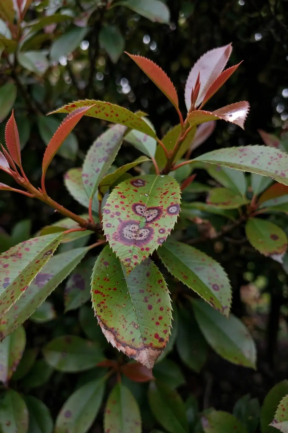 Entomosporium Leaf Spot Treatment: How to Save Your Red-Tip Photinia Entomosporium Leaf Spot Treatment: How to Save Your Red-Tip Photinia