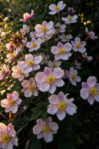 How to Grow Fall Anemones: 12 Steps for Japanese Anemones That Bloom Late and Spread Fast
