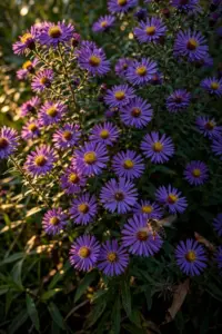 16 Fall Asters: Native Varieties, Pollinator Picks, and the Mum Alternative