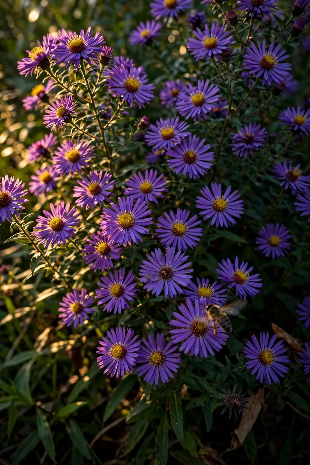 16 Fall Asters: Native Varieties, Pollinator Picks, and the Mum Alternative