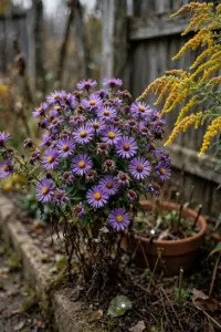 Purple asters and goldenrod blooming in a September border, the anti-mum fall garden