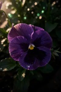 Fall Pansies: 12 Steps to Six Months of Color
