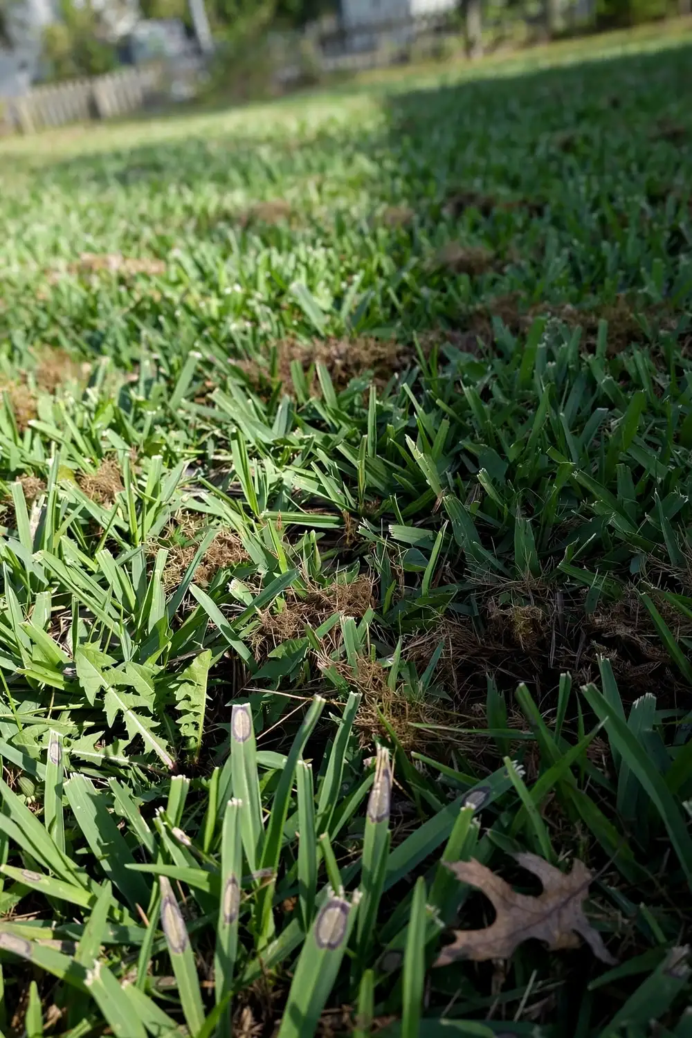 Gray Leaf Spot on Lawn: 9 Treatments That Actually Work Gray Leaf Spot on Lawn: 9 Treatments That Actually Work