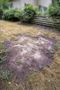Helminthosporium Leaf Spot on Lawns: 6 Treatments That Actually Work