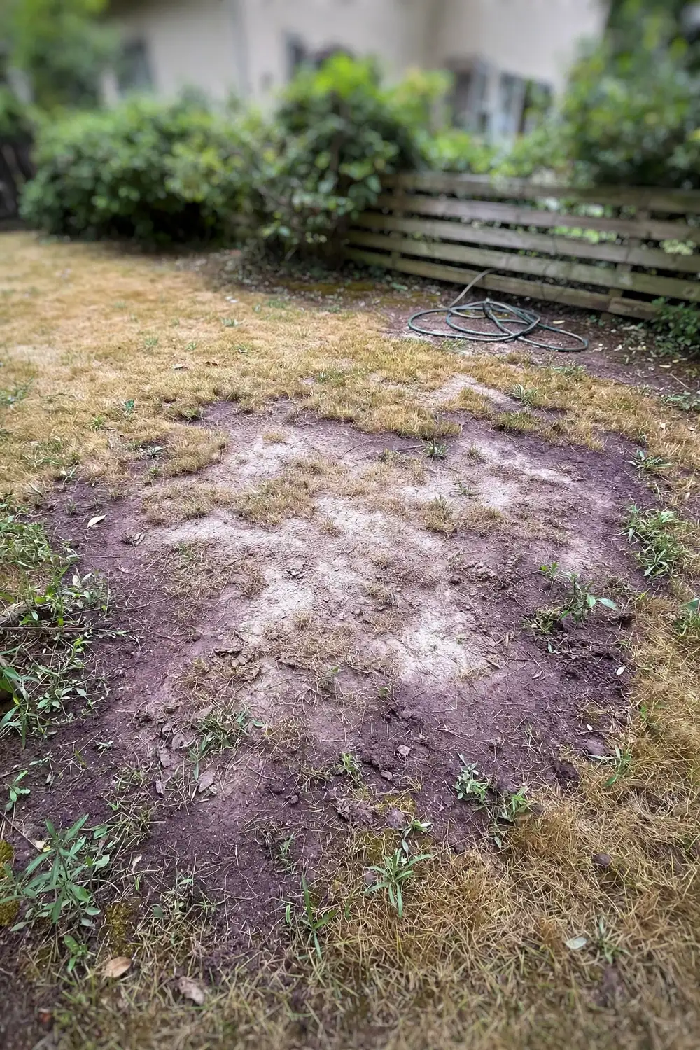 Helminthosporium Leaf Spot on Lawns: 6 Treatments That Actually Work