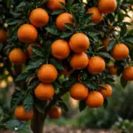 How to Grow a Bitter Orange Tree at Home: Seville Marmalade & Container Overwintering