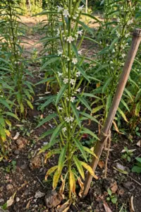 How to Grow Black Sesame from Seed: Kurogoma at Home (Warm-Season Guide)