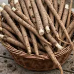 How to Grow Burdock Root from Seed: Deep Soil, No Forking Roots (Gobo) How to Grow Burdock Root from Seed: Deep Soil, No Forking Roots (Gobo)