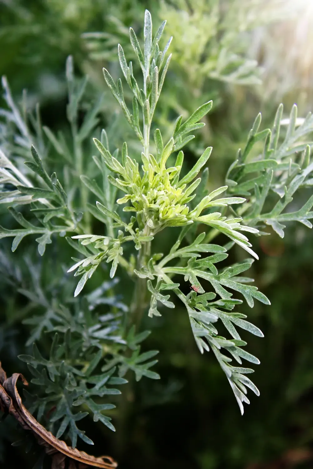 How to Grow Chinese Mugwort: 12 Steps to Artemisia Argyi (Without It Taking Over) How to Grow Chinese Mugwort: 12 Steps to Artemisia Argyi (Without It Taking Over)