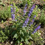 How to Grow Chinese Skullcap from Seed: The 2 to 4 Year Root Harvest Guide (Huang Qin) How to Grow Chinese Skullcap from Seed: The 2 to 4 Year Root Harvest Guide (Huang Qin)